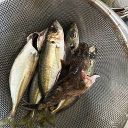 カサゴ