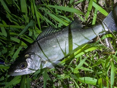 フッコ（ヒラスズキ）の釣果