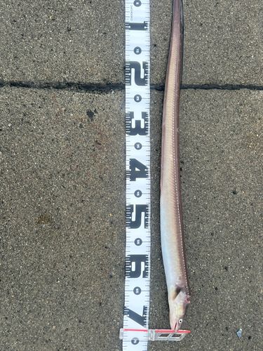 アナゴの釣果
