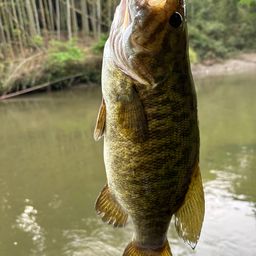 スモールマウスバス