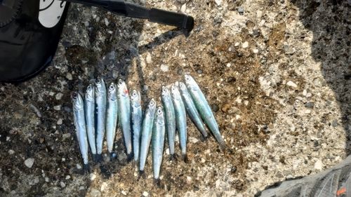 カタクチイワシの釣果