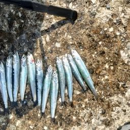 カタクチイワシ