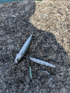 ゴマサバの釣果