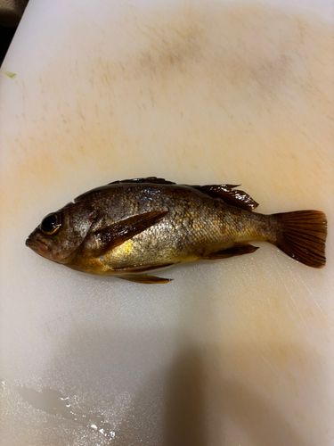 アカメバルの釣果