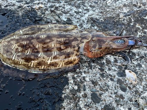 モンゴウイカの釣果