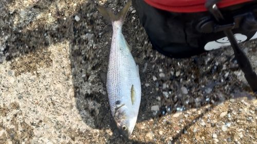コノシロの釣果