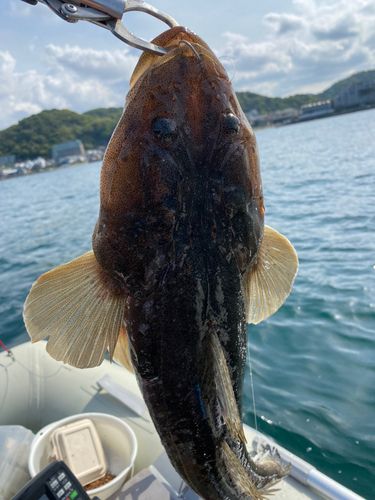 マゴチの釣果