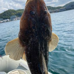 マゴチ