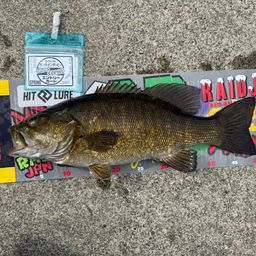 スモールマウスバス