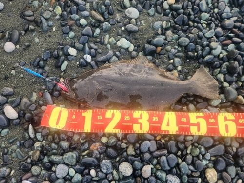 ヒラメの釣果