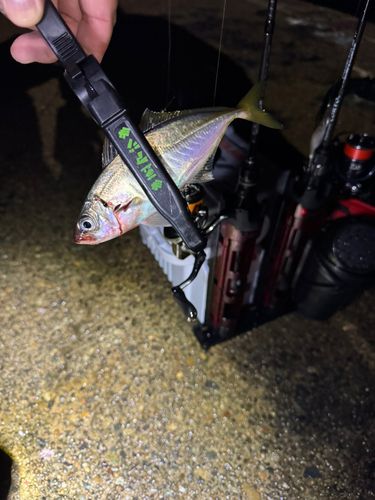 マアジの釣果