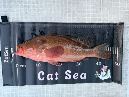 アコウの釣果