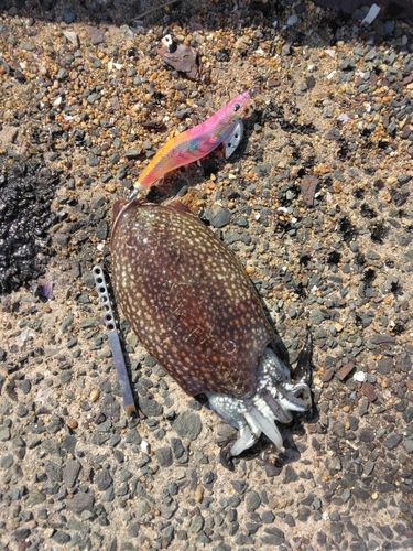 シリヤケイカの釣果