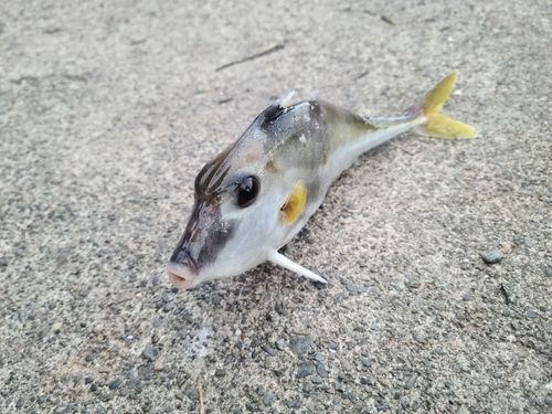 ギマの釣果