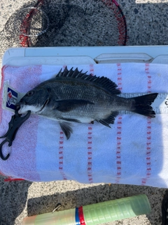 クロダイの釣果