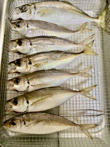 アジの釣果