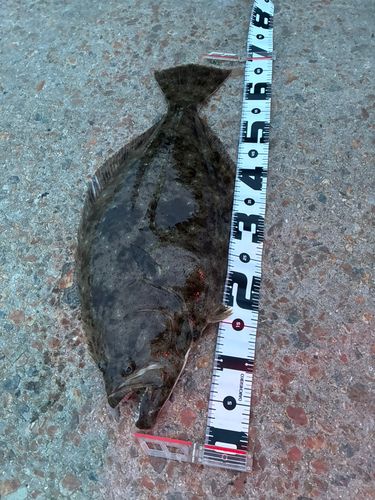 ヒラメの釣果