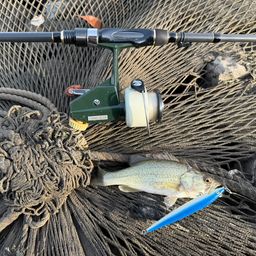 ラージマウスバス