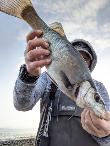 セイゴ（ヒラスズキ）の釣果