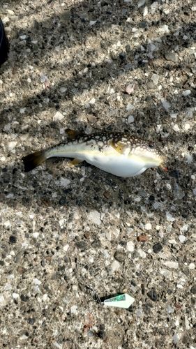 クサフグの釣果