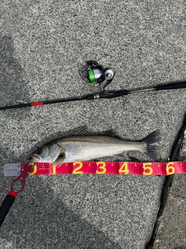 セイゴ（マルスズキ）