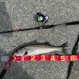 セイゴ（マルスズキ）