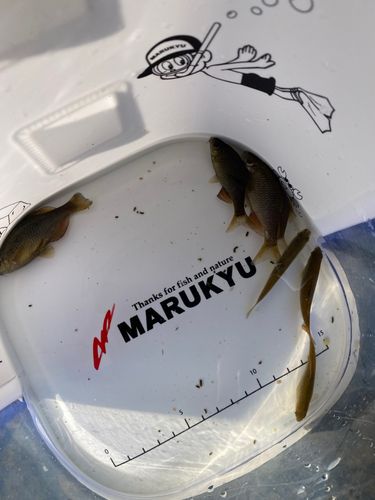 アブラボテの釣果