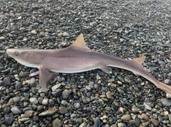 ドチザメの釣果
