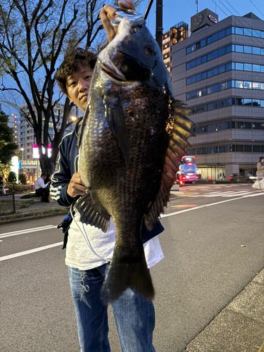 クロダイの釣果