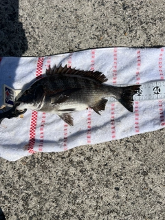 クロダイの釣果