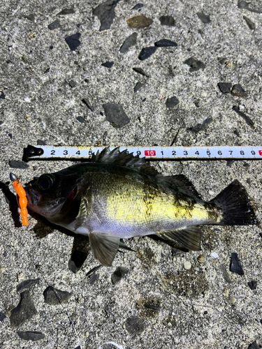 クロメバルの釣果