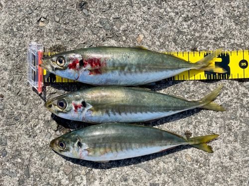 マルアジの釣果