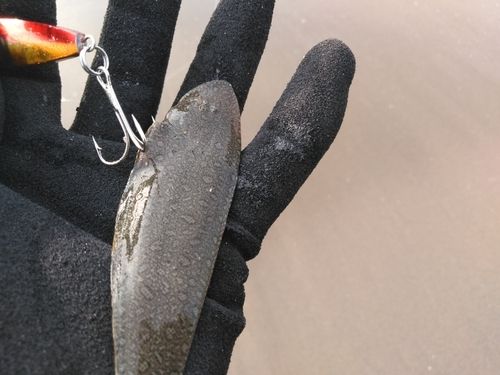 シタビラメの釣果