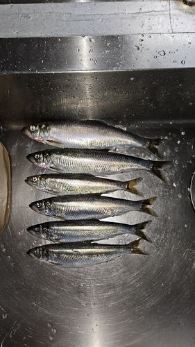 ニシンの釣果