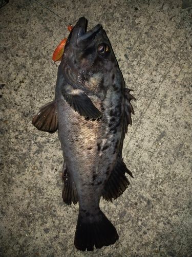 クロソイの釣果