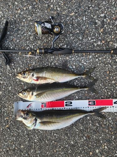 アジの釣果