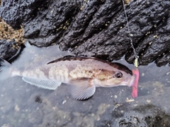 ホッケの釣果