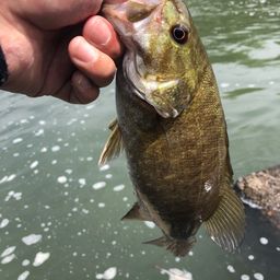 スモールマウスバス