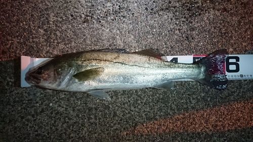 マダカ（タイリクスズキ）