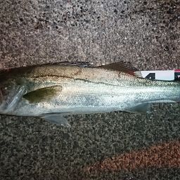 マダカ（タイリクスズキ）