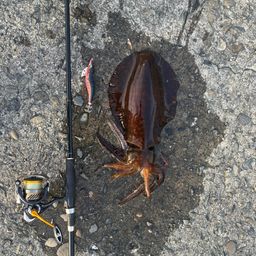 アオリイカ