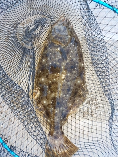 ヒラメの釣果