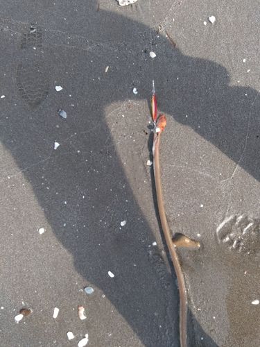 ダイナンウミヘビの釣果