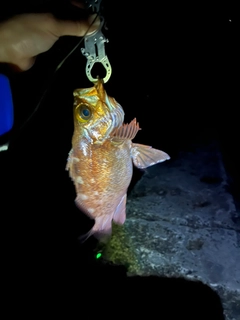 メバルの釣果