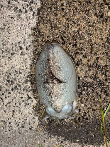 コウイカの釣果