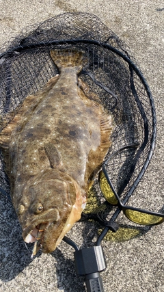 ヒラメの釣果