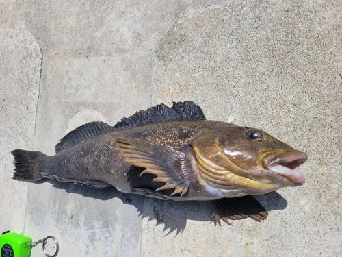 アイナメの釣果