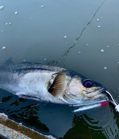 シーバスの釣果