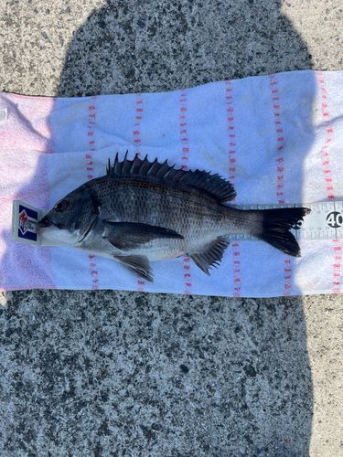 クロダイの釣果