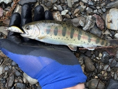 ヤマメの釣果